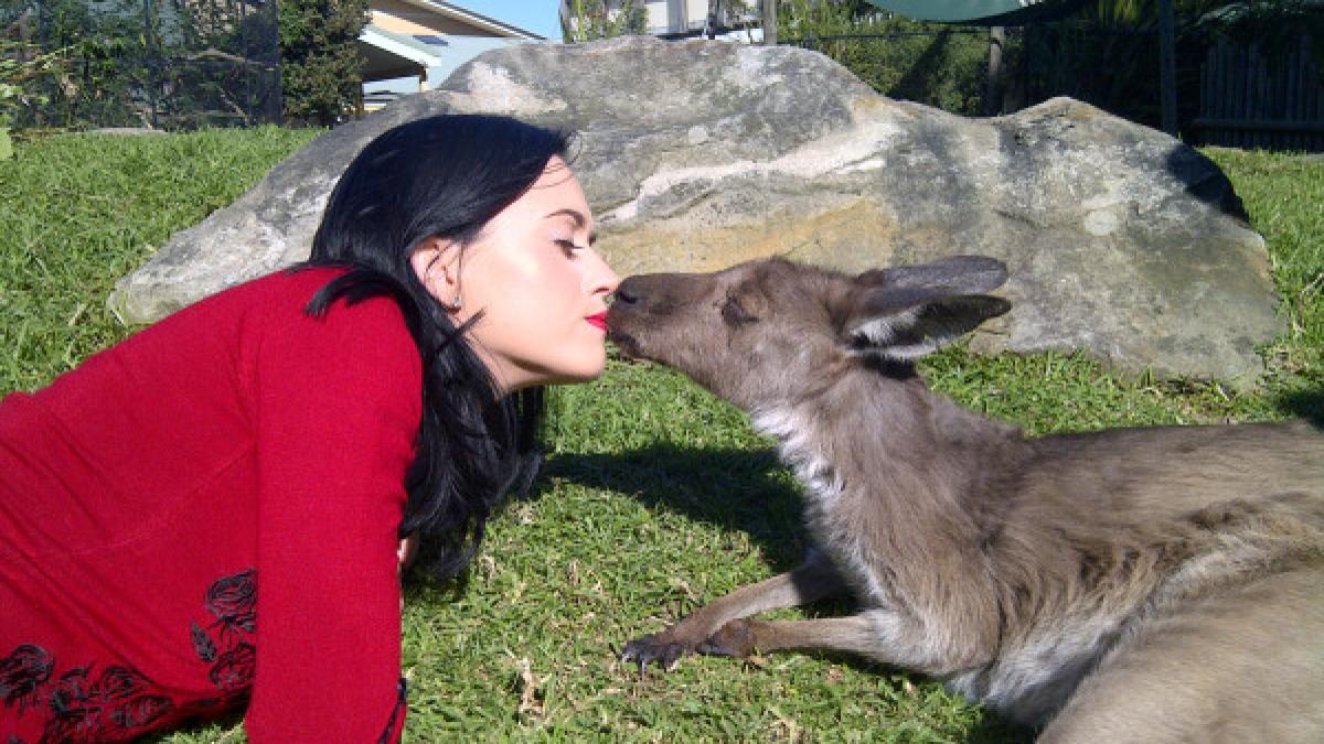 Katy Perry îşi face de cap cu un...cangur