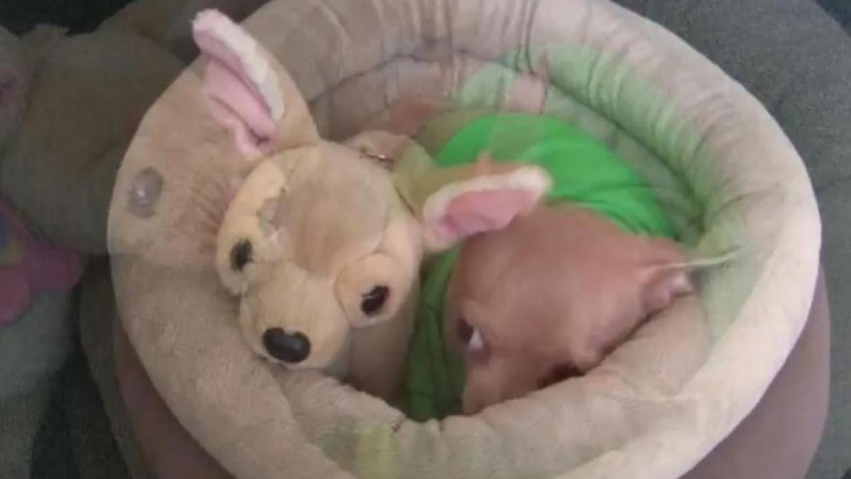 Un chihuahua gelos mormăie ca un ursuleţ (Video).