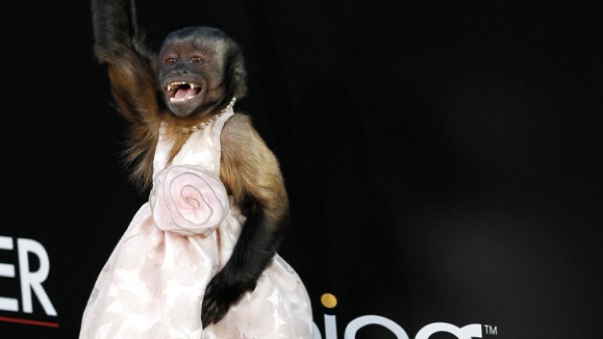 Crystal, maimuţa care a furat premiera „The Hangover 2”.