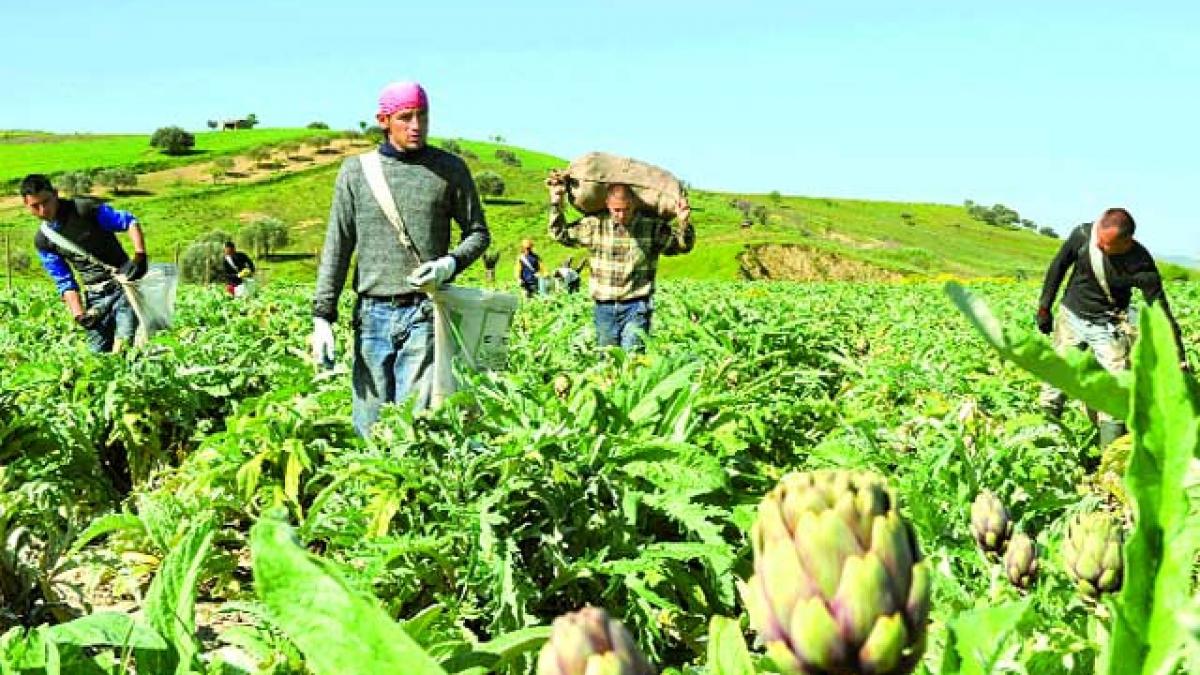 Anghinarea şi românii.
