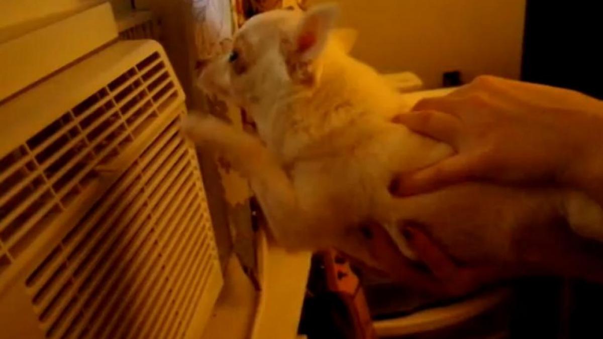 Un chihuahua înoată în... aer! (Video).