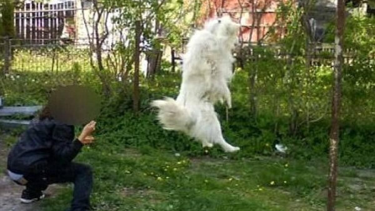 Şi-a spânzurat câinele şi a postat fotografiile pe Facebook!.