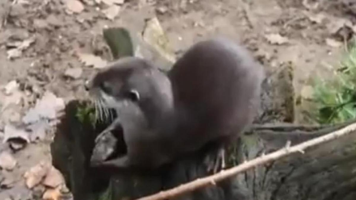 O vidră face jonglerii cu piatra preferată (Video).