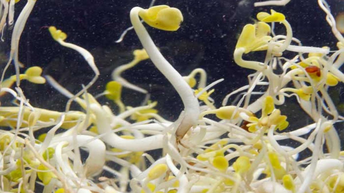 Bacteria ucigaşă se îndreaptă tot mai repede spre noi.