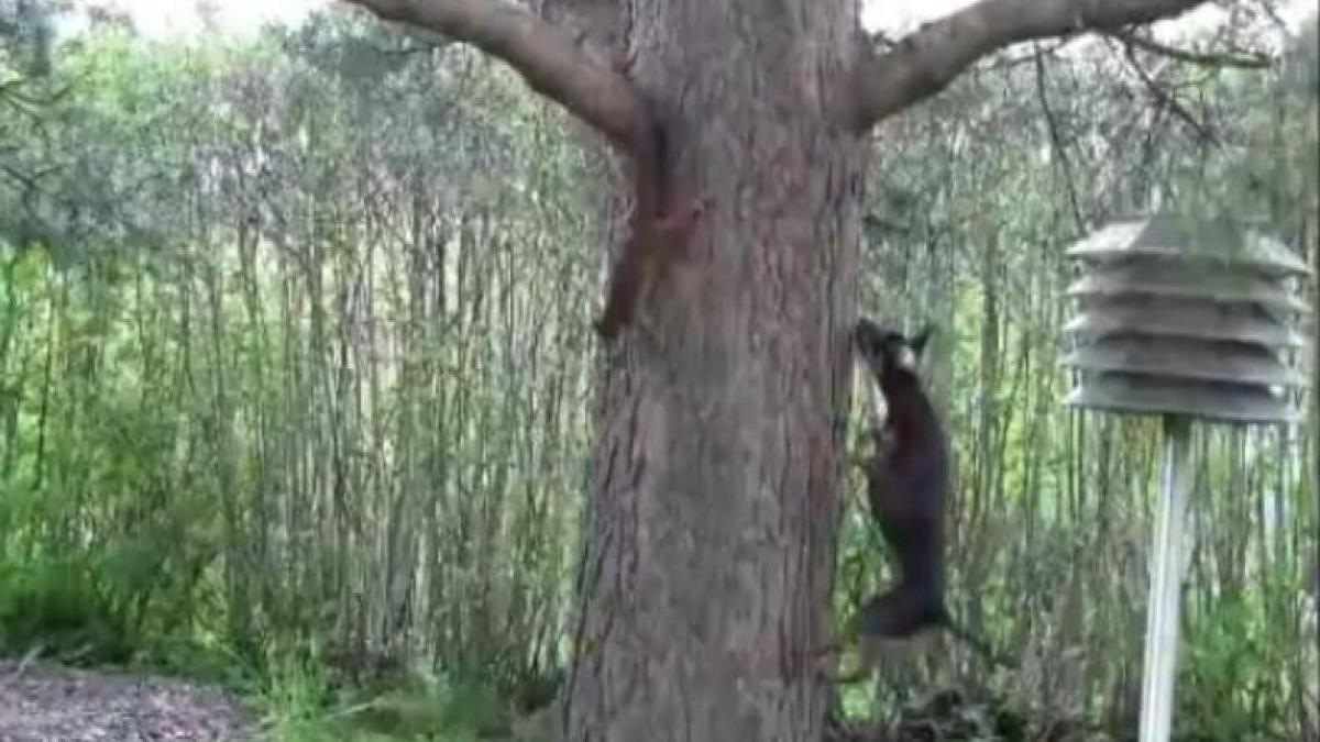 O veveriţă face glume pe seama unui câine agitat (Video).