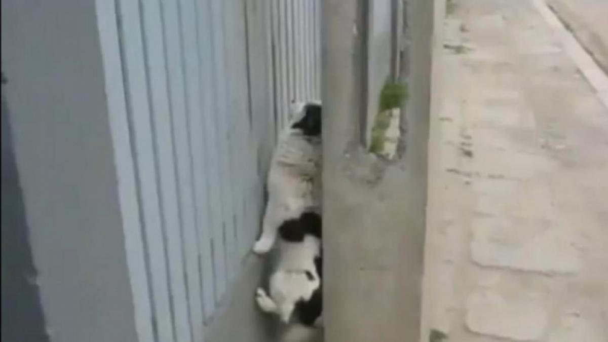 Un câine dă lecţii de "Strategia săritului peste gard" (Video).