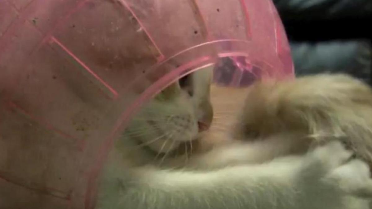 Un pui de pisică se crede... hamster (Video).