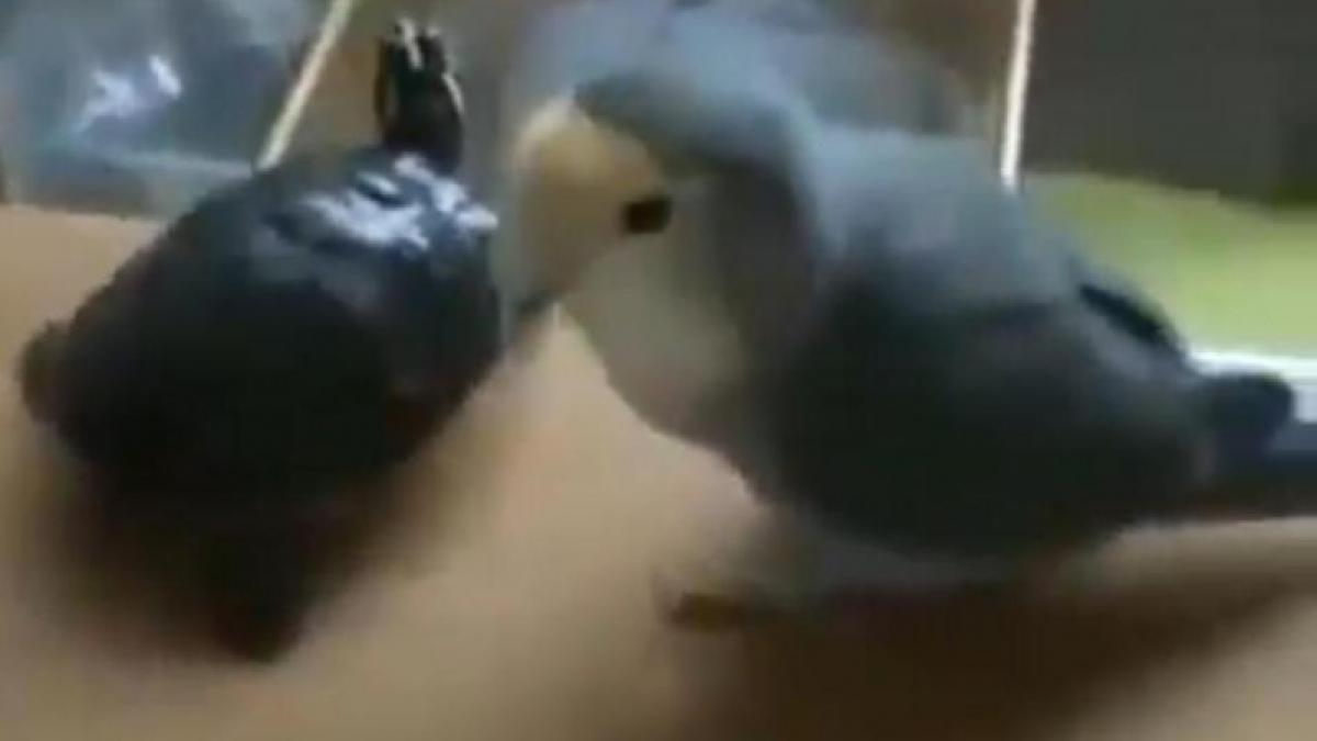 O pasăre îmbrânceşte o ţestoasă... din gelozie! (Video).