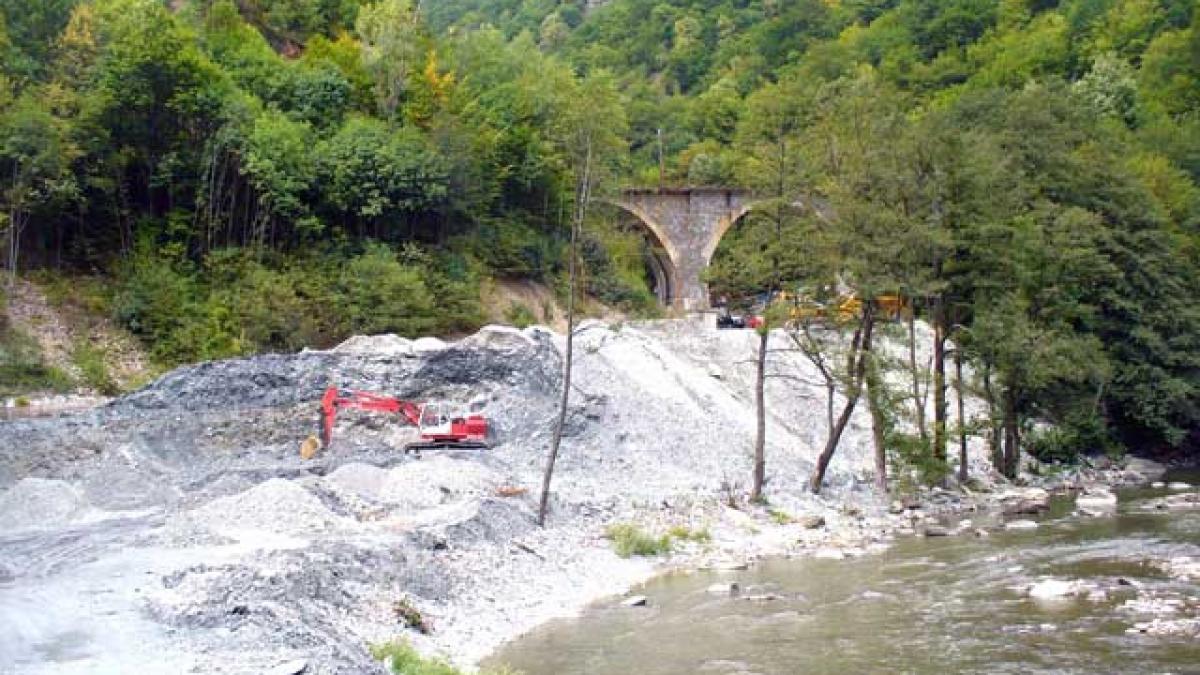 "Băieţii deştepţi" au pus mâna pe codrul Tismana.