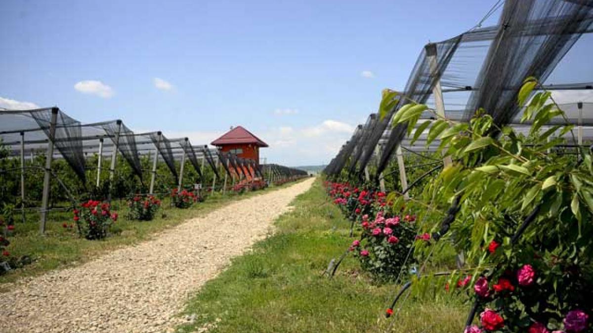 Cireşele gigantice ale păcatului: Povestea italianului care a făcut contract cu Dumnezeu pe 100 de ani în România.