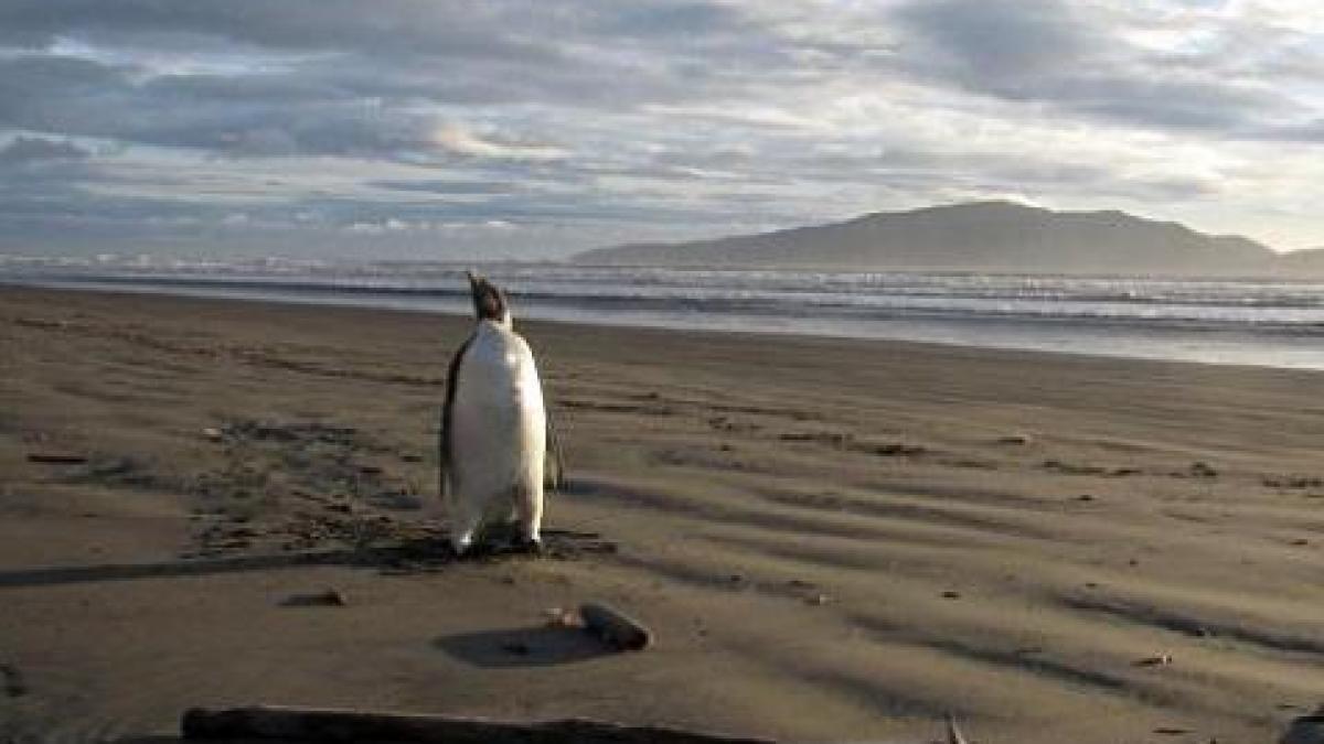 Cel mai singuratic pinguin din lume! "Imperialul" din Antarctica a rătăcit pe o plajă din Noua Zeelandă.