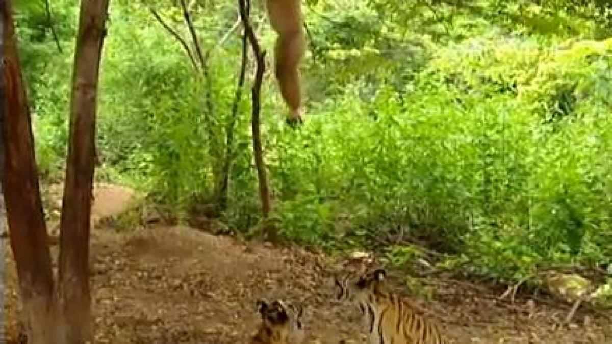 Distracţie în junglă: Vezi ce păţesc doi tigrişori cu un gibon.