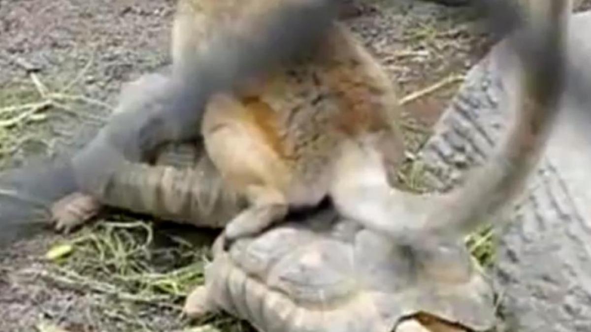 Un lemur inventiv a transformat două broaşte ţestoase în... tren (Video)