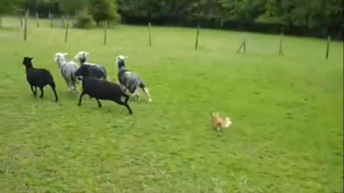 Mic da' rău! Un chihuaua păzeşte turma mai ceva ca un border collie!