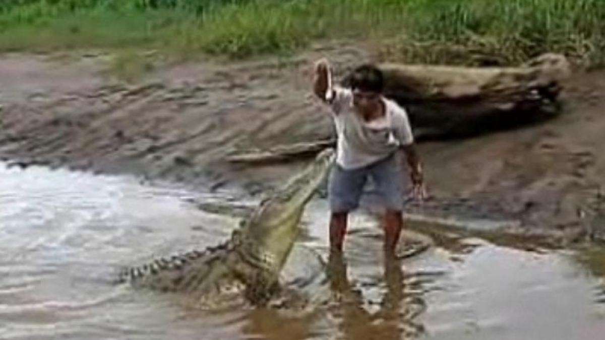 Un costarican hrăneşte crocodilii din mână, ca pe căţei. Vezi video!