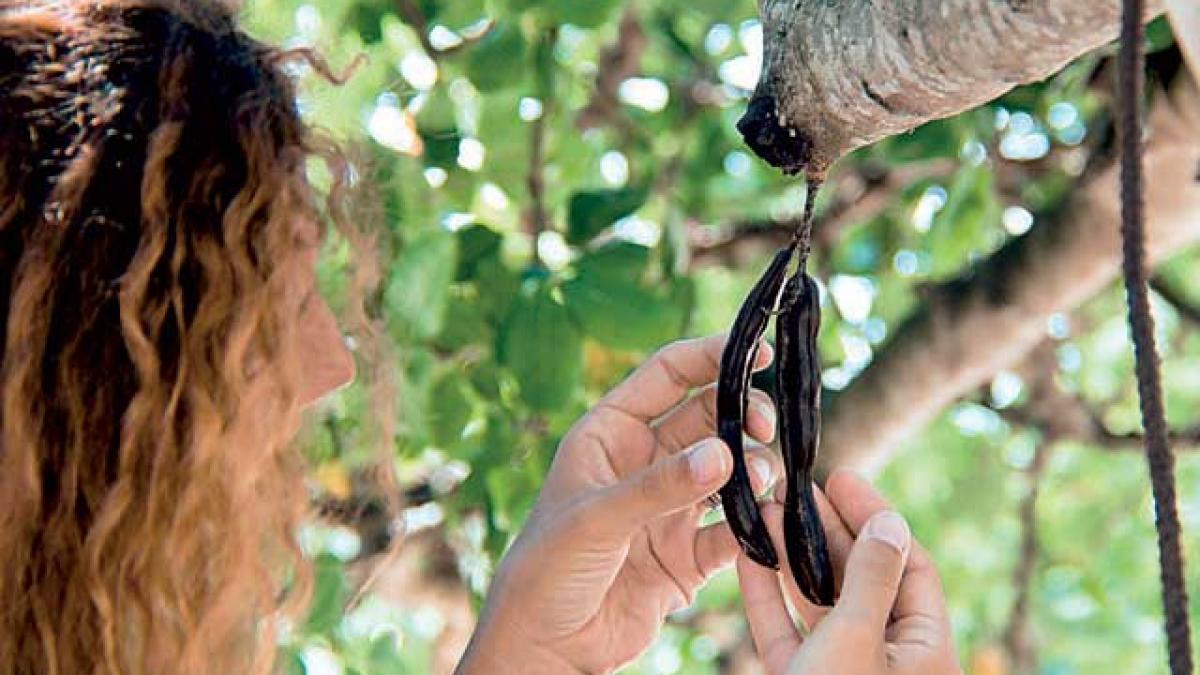 Roşcovele combat  bacteria E.coli