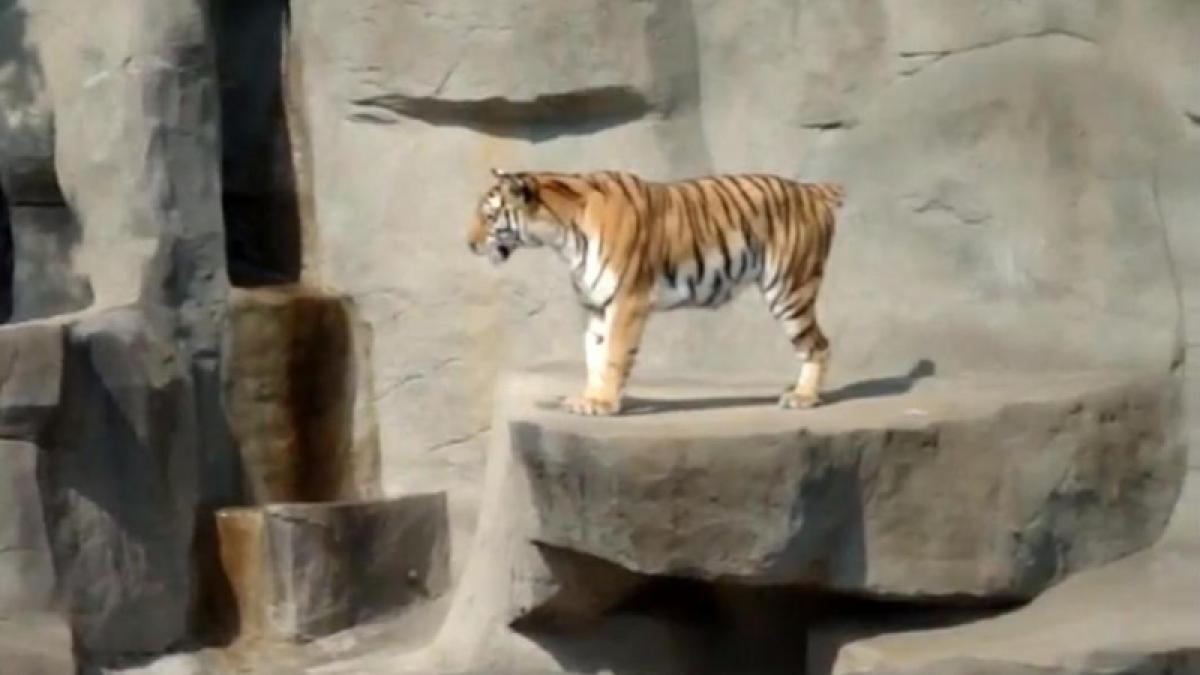 Un tigru fioros se sperie de o vrăbiuţă (Video)