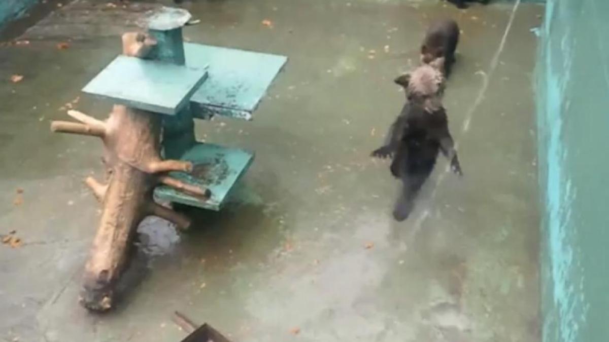Un ursuleţ se comportă ca un câine, alergând după un jet de apă