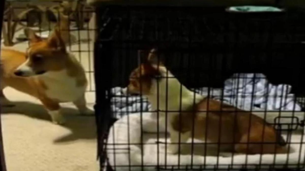 Un câine isteţ îşi ajută confratele să evadeze (Video)