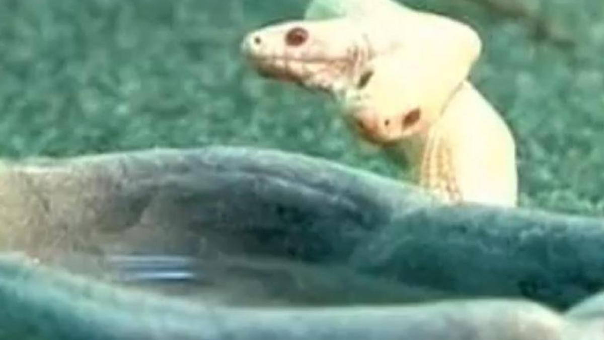 Un şarpe cu două capete face senzaţie la o grădină zoologică din Ucraina (Video)