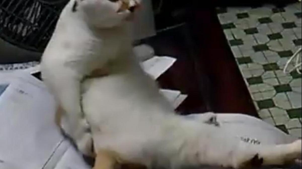 O pisică leneşă se crede...om. Vezi video!