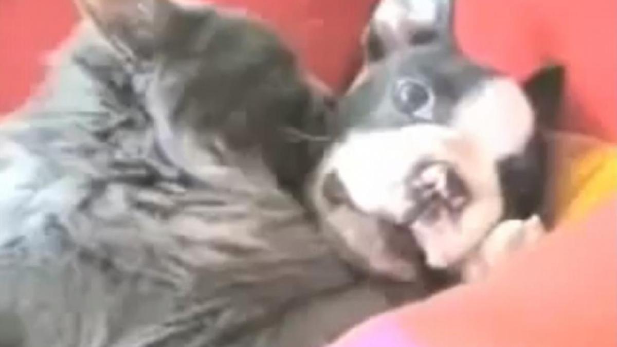 Un căţel şi o pisică demonstrează că dragostea nu are limite între specii (Video)