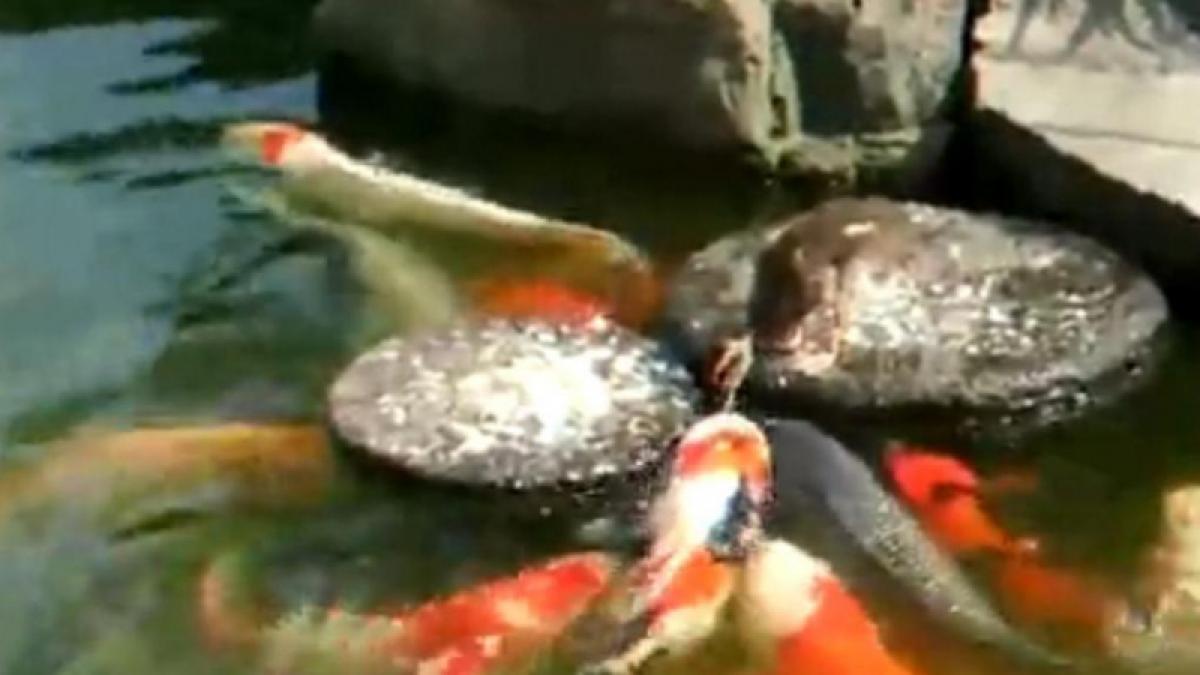 O raţă grijulie hrăneşte... crapii (Video)