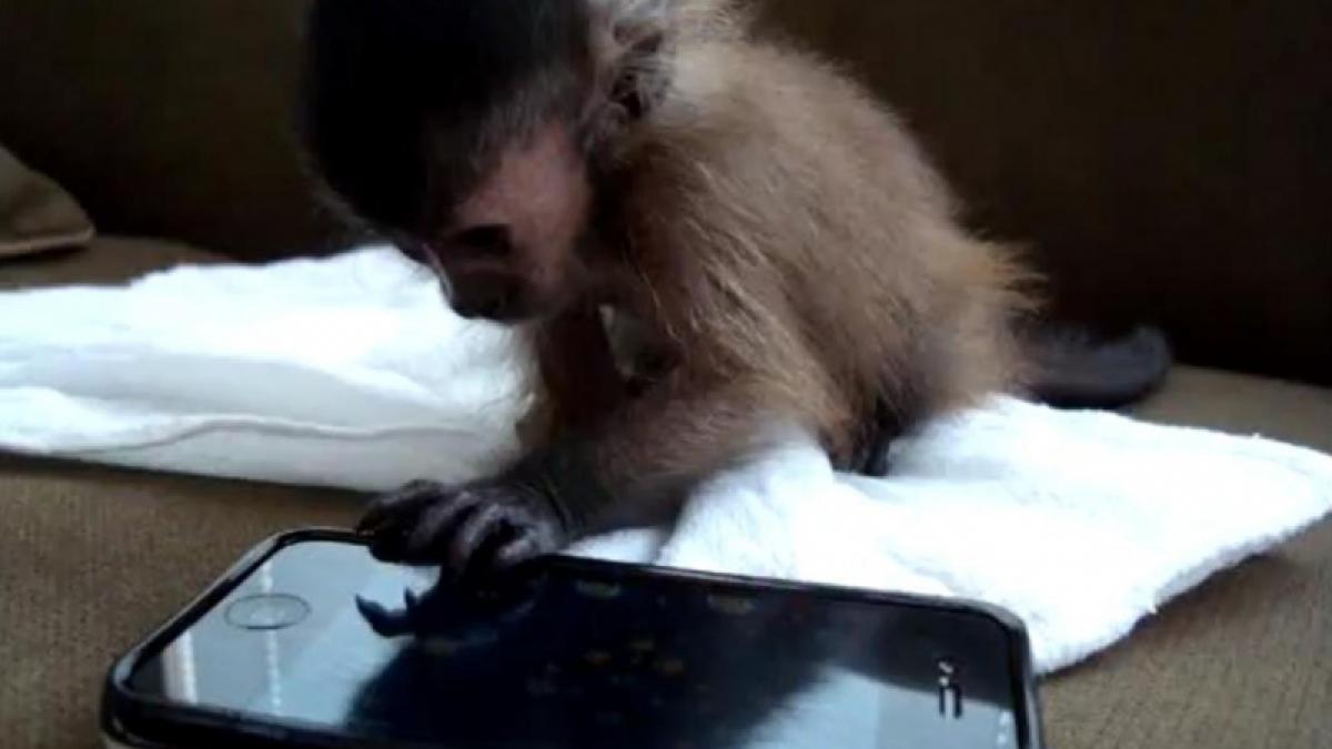 O maimuţică descoperă jocurile pe iPhone (Video)