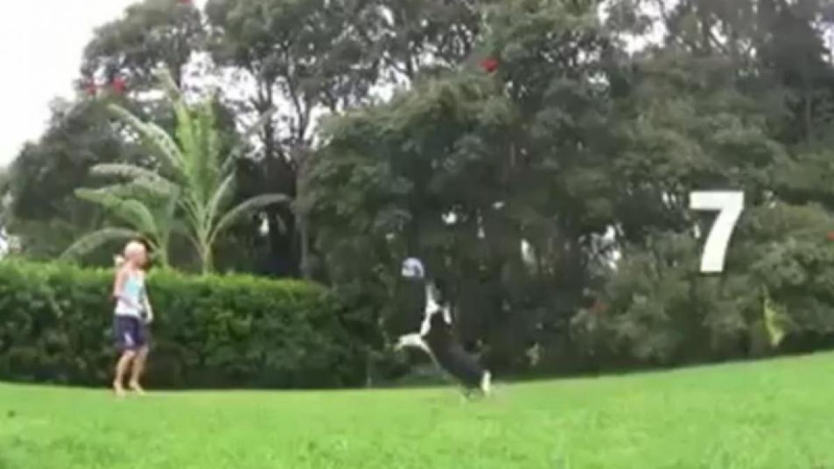 Un căţel joacă volei aproape ca un sportiv profesionist (Video)