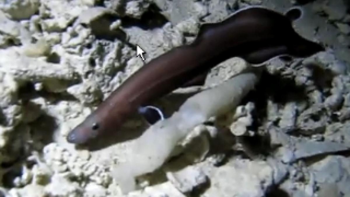 A fost descoperită o fosilă vie de anghilă, veche de 200 de milioane de ani (VIDEO)