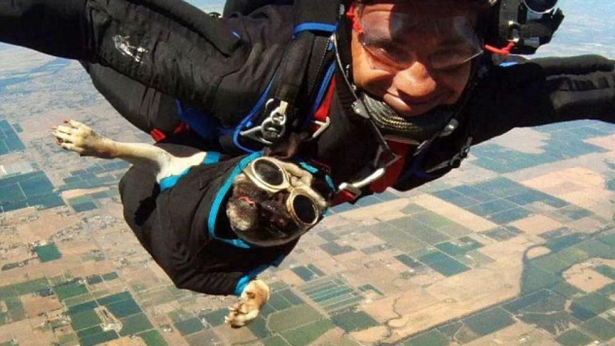 Şi câinii sar din avion. Vezi ce reacţie are Otis, mopsul paraşutist! (Video)