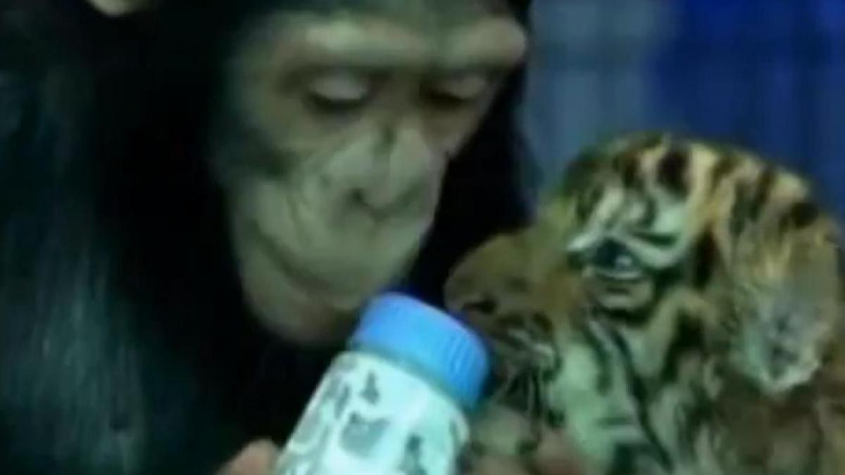 Un cimpanzeu hrăneşte un tigru... cu biberonul (Video)
