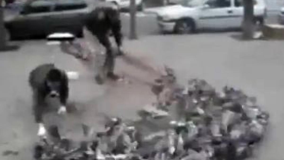 Cum se prind porumbeii în Spania (video)