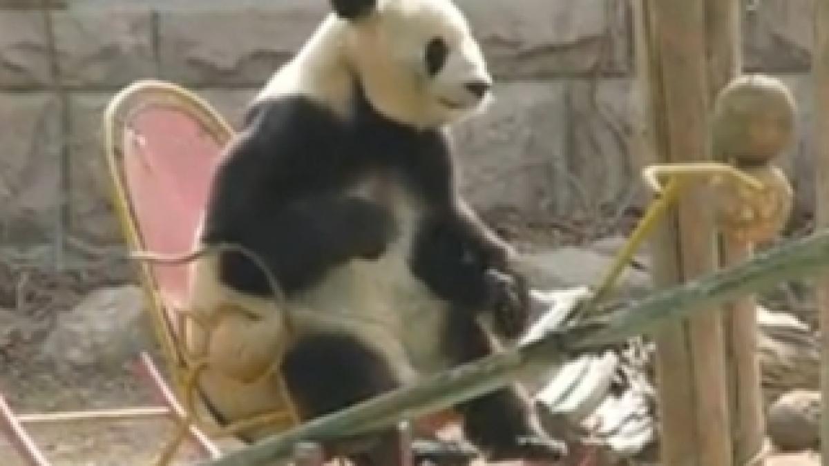 Cum se distrează un urs Panda cât e ziua de lungă (VIDEO)