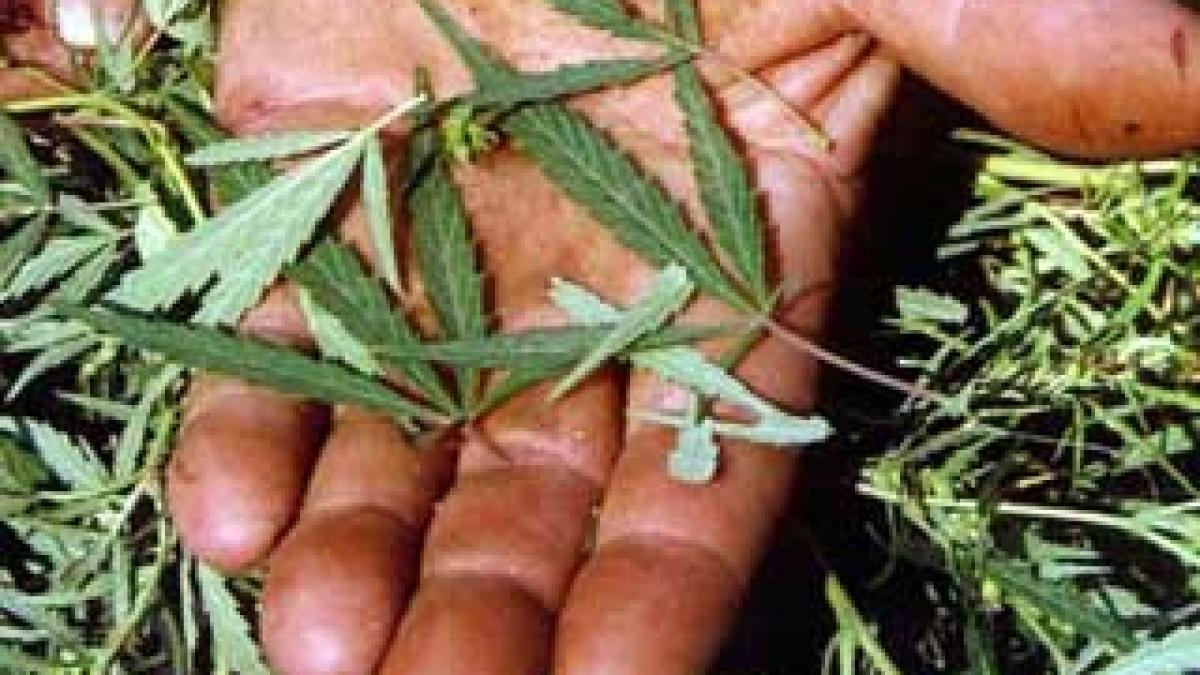 Marijuana descoperită pe câmp, aproape de Craiova