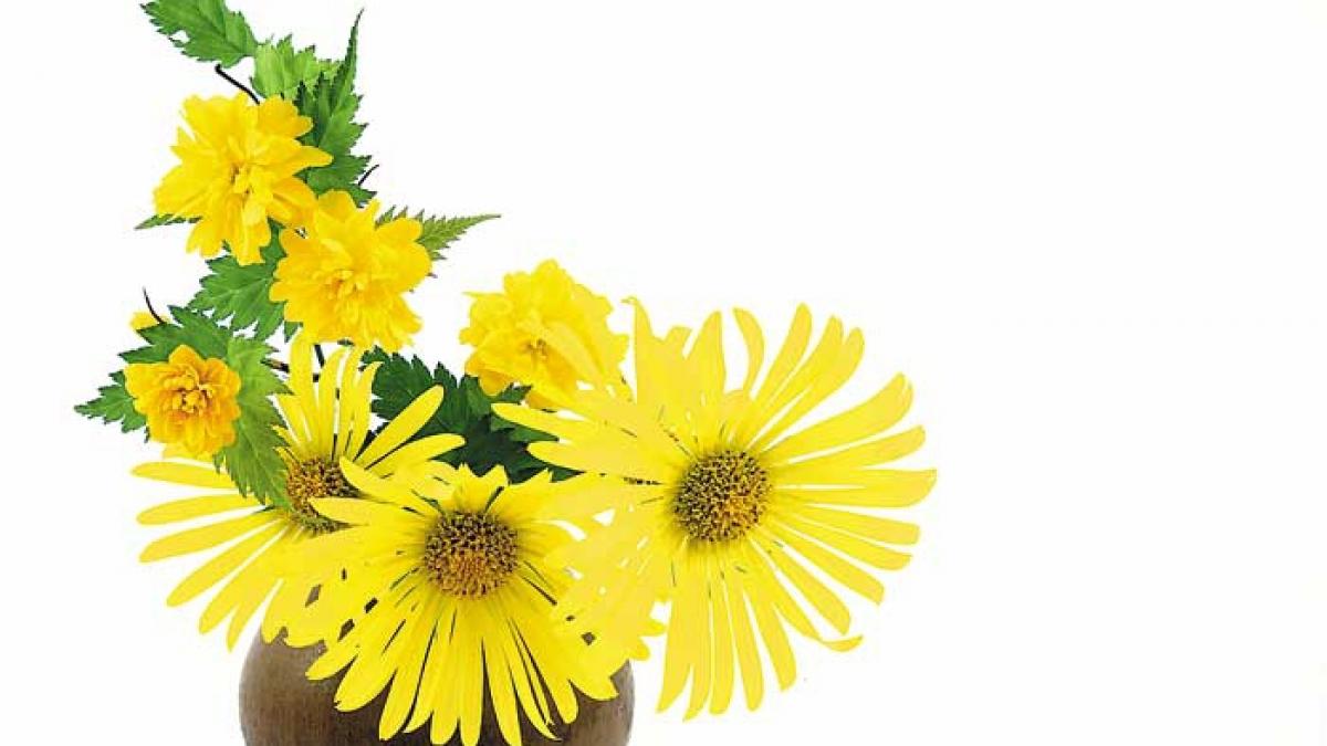 Arnica vindecă rapid rănile