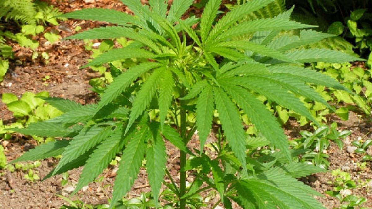 Rusia ar putea legaliza cultivarea canabisului