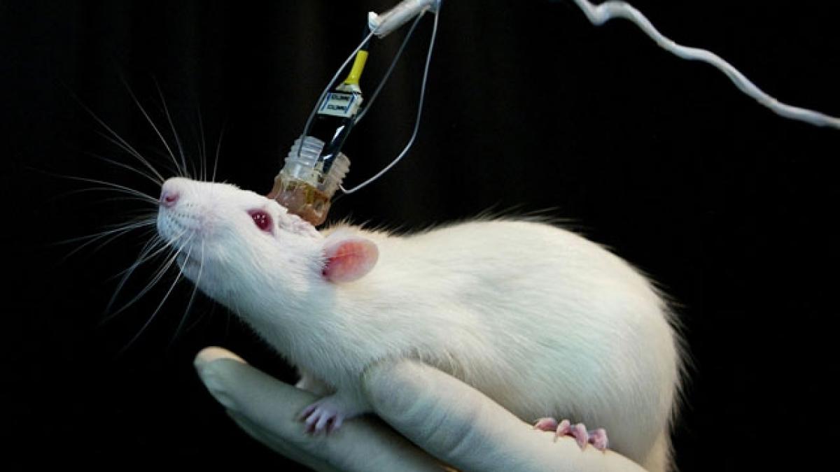 Terminator a intrat în faza de laborator: a fost creat cerebelul artificial