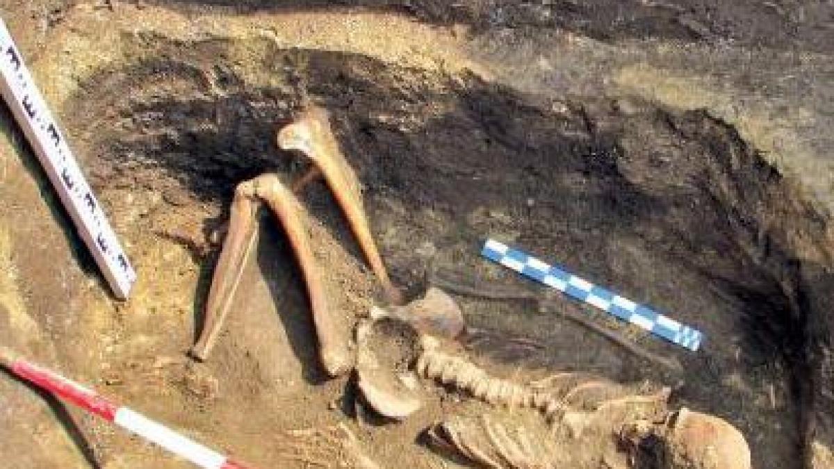 Schelete din Epoca Bronzului, descoperite lângă Ploieşti