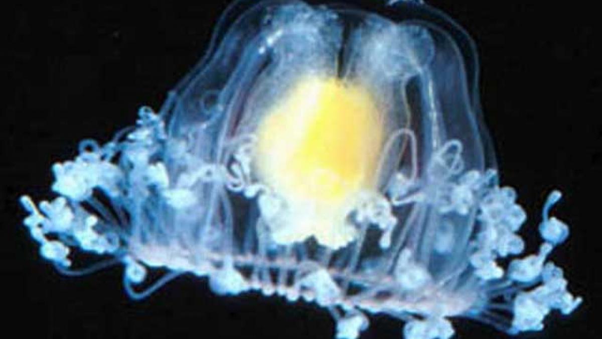 O meduză a „descoperit” secretul nemuririi. Vezi care sunt cele mai vârstnice creaturi ale lumii