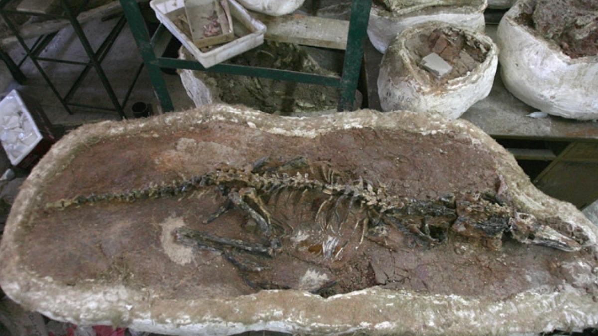 „Jurasic Park” România: Singura colonie de păsări cu dinţi, descoperită la Sebeş. Reportajul Discovery a făcut senzaţie