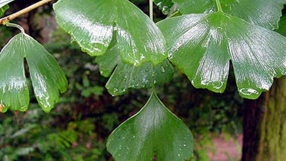 Medicamente din Ginkgo biloba, fara nici un efect