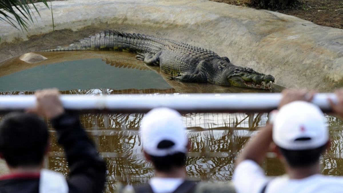 Lolong ar putea fi cel mai mare crocodil din lume (VIDEO)