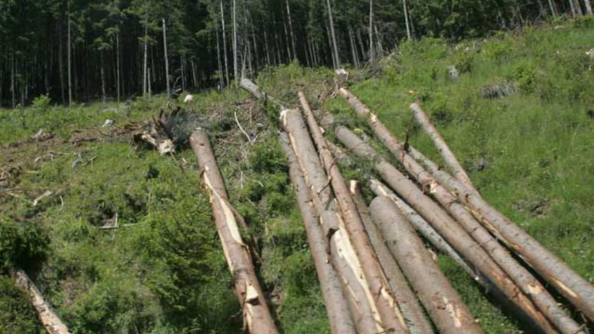 Inventarul termitelor care devastează pădurile României. Episodul 5: Termitele din România, cuibărite în Borşa şi Vişeu