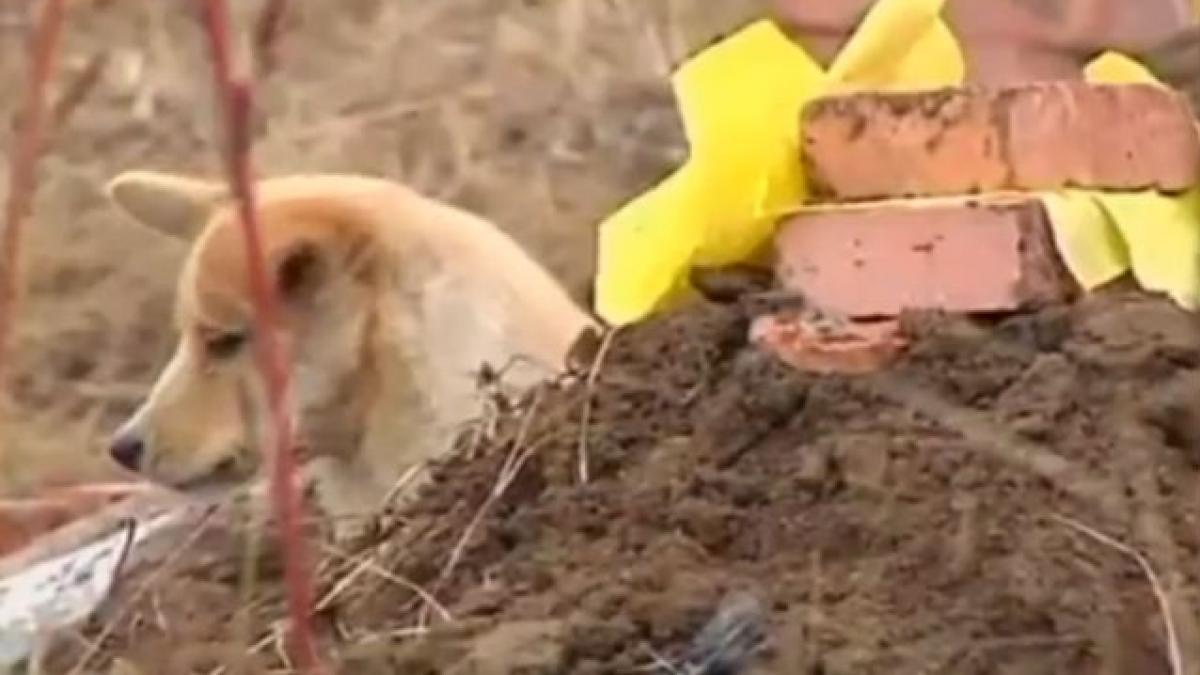 Emoţionant: Un căţel ţine doliu după stăpânul său (VIDEO)