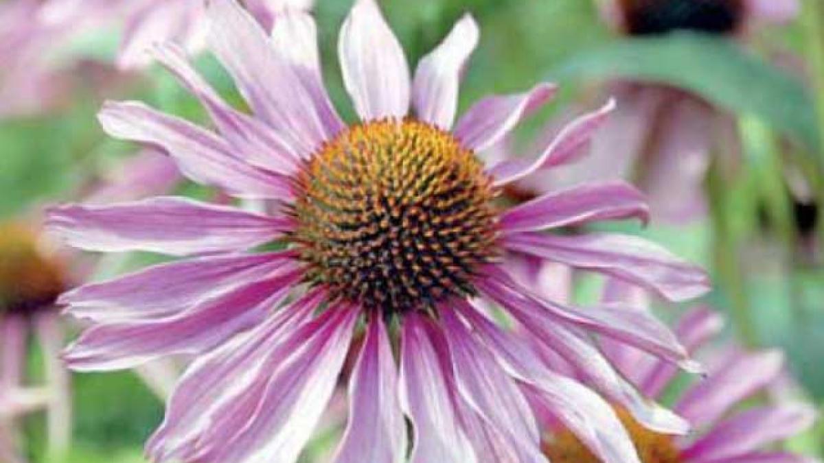 Terapii naturale: Echinacea calmează durerile de dinţi