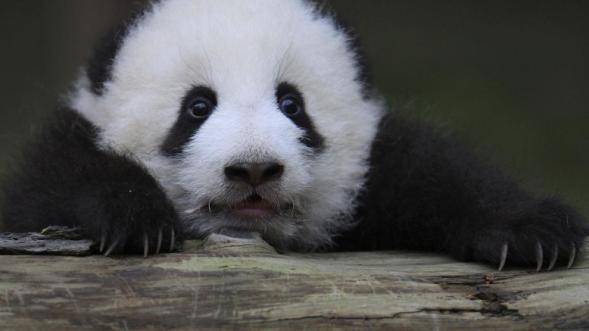 Biologii chinezi îşi suflecă mânecile: începe recensământul excrementelor de urşi panda