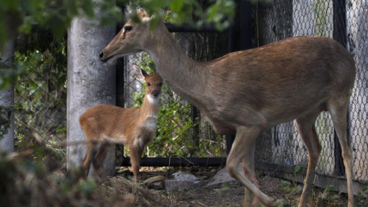 76 de căprioare otrăvite la Arad. Cel mai probabil au ingerat otravă de şobolani