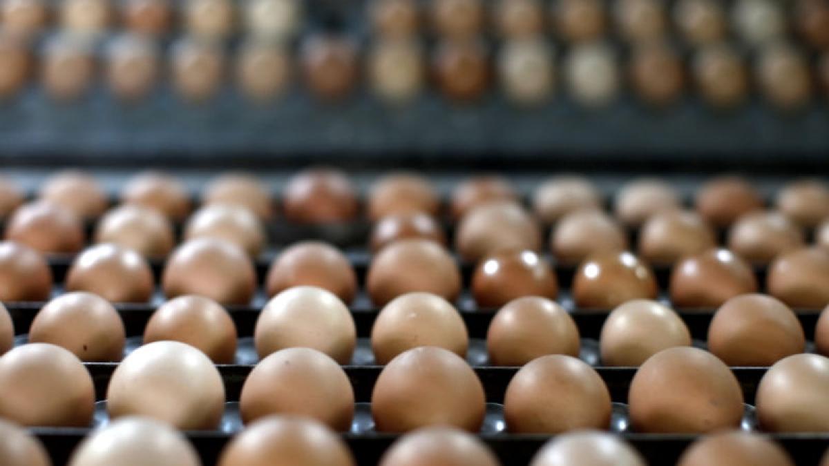 Depozitul Mănăstirea, găsit cu 4.300 de ouă fără acte de provenienţă