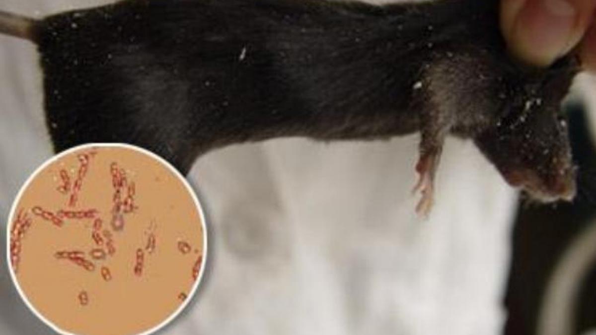 Siberia deţine secretul tinereţii fără bătrâneţe. Vezi ce au descoperit cercetătorii ruşi